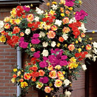 Super-ofertă ! Set de trandafiri urcători Color Mix de 5 soiuri imagine 5